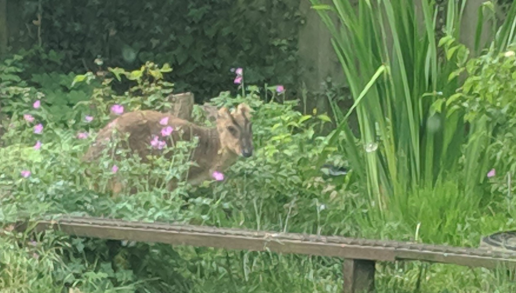 2019-05-31 07.46.39 (2).jpg