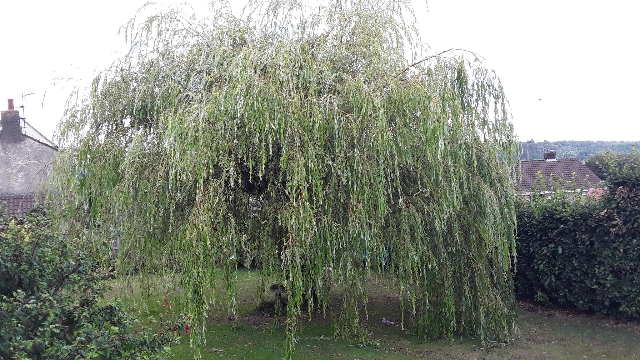 20180731_110324.jpg
