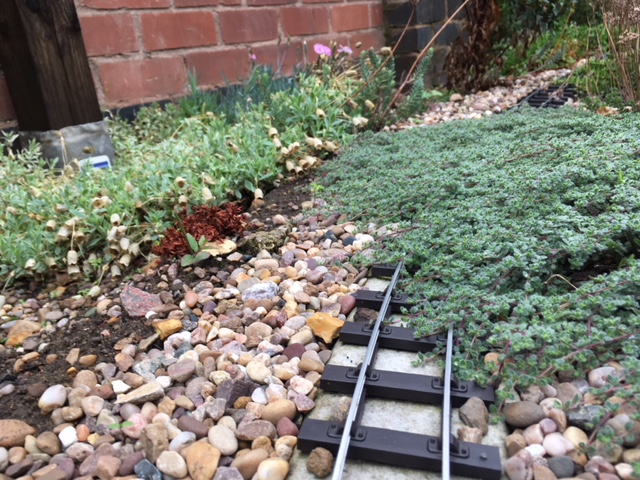veg thyme 1.JPG