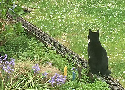 cat_window_400.jpg