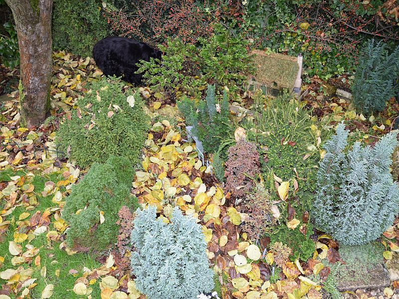 Leaves ( and dog) on the line.jpg