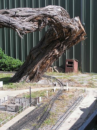Railway Tree 4.JPG