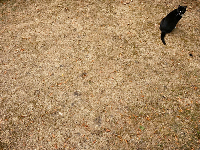 grass_0614_1SB.jpg