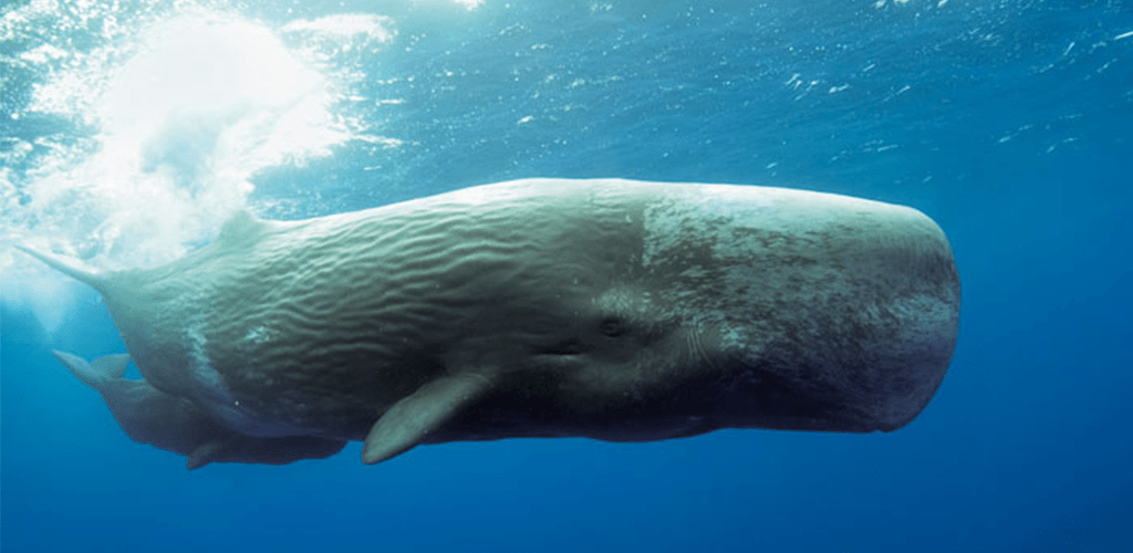 sperm-whale-1024x500.png