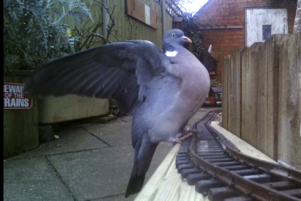 Walter Pigeon on the FeckHallBahn’s Vogelscheiße Incline