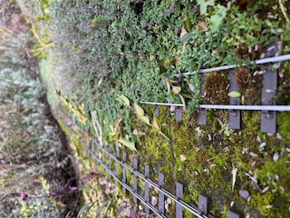 IMG_3182.jpg