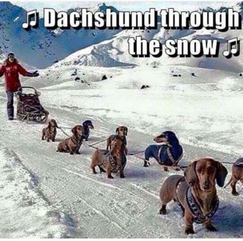 Dachshunds.jpg