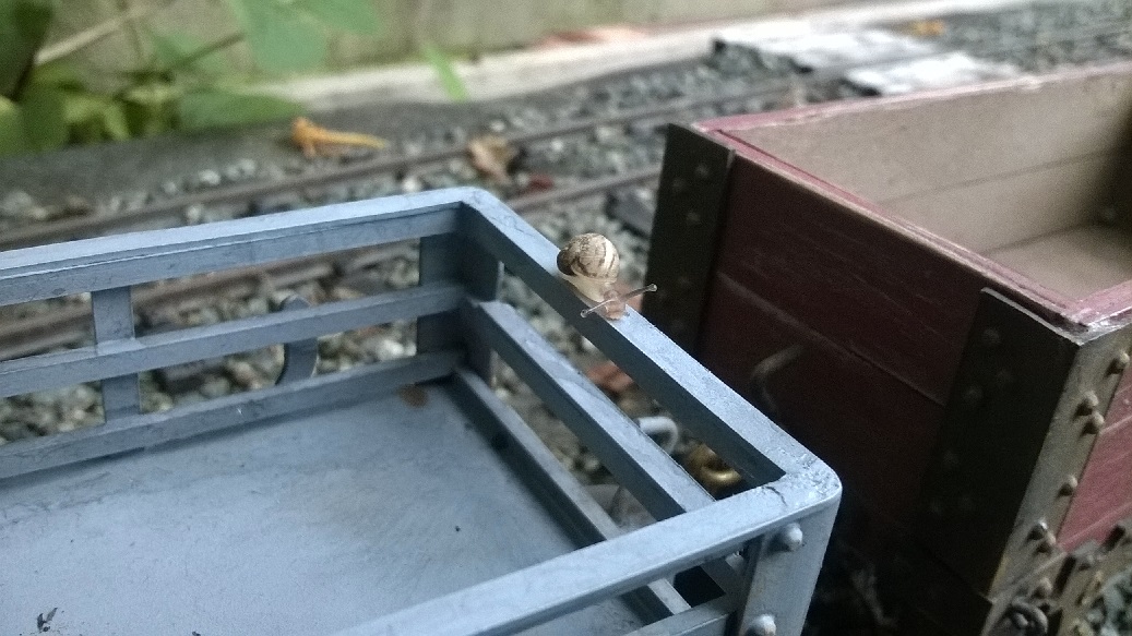 Snail 1.jpg