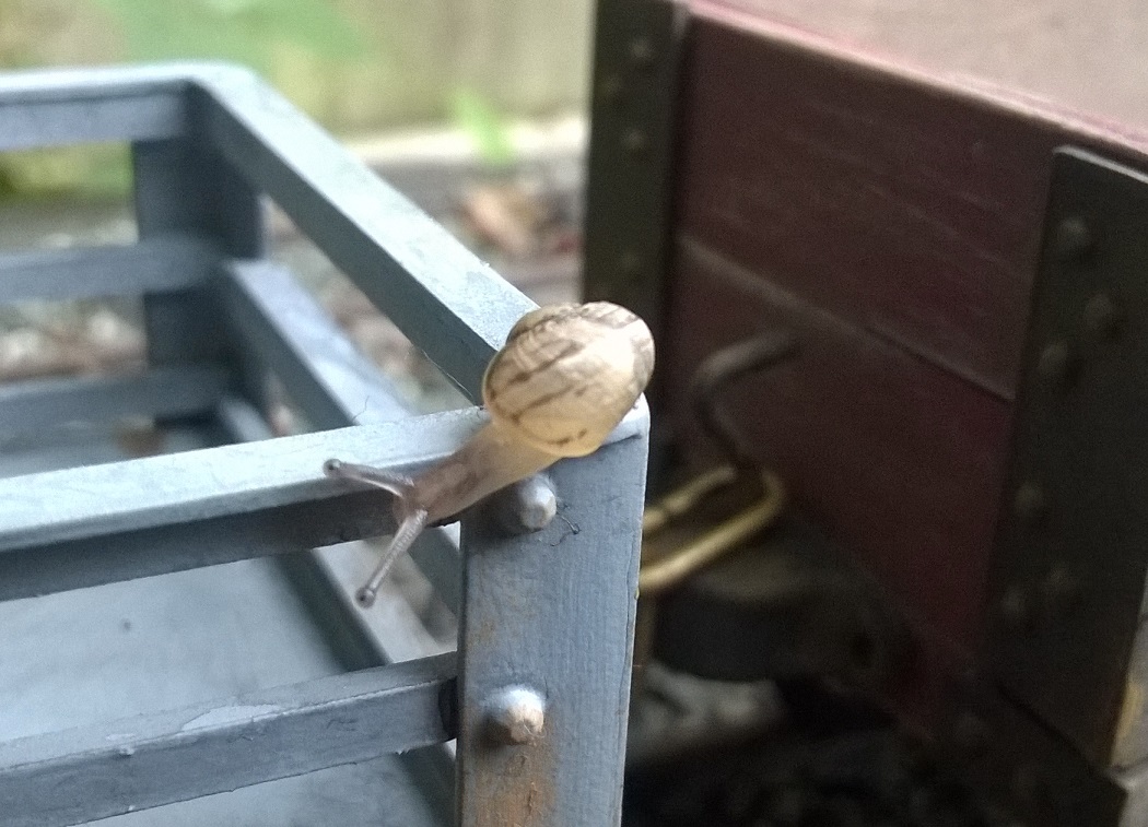 Snail 2.jpg