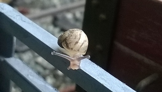 Snail 3.jpg