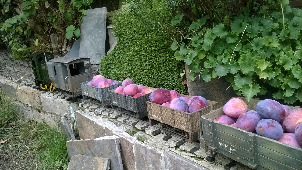 Plum trains 5.jpg