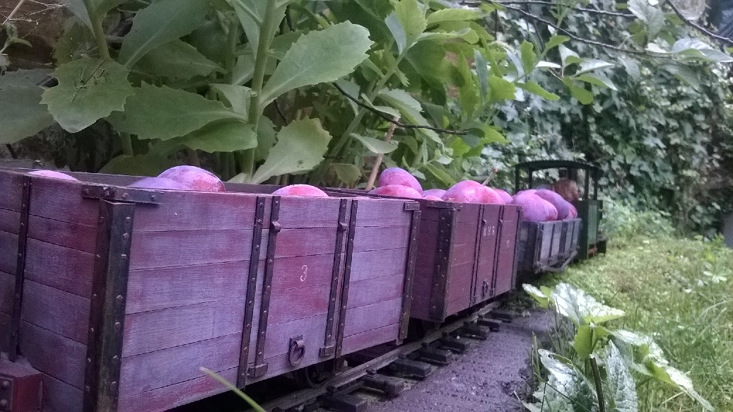Plum trains 10.jpg