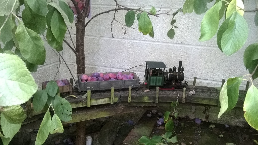 Plum trains 11.jpg