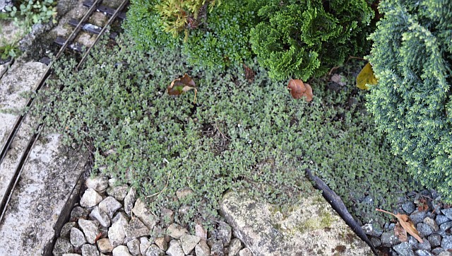 DSC_0003 small.jpg