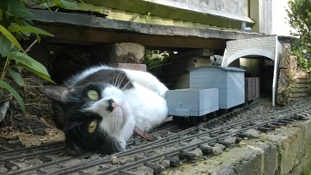 Painted trucks with cat.jpg