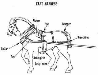 cartharness0027.jpg